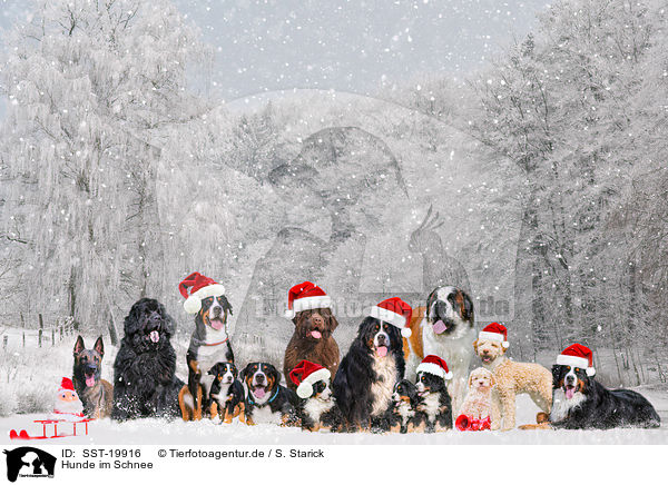 Hunde im Schnee / SST-19916