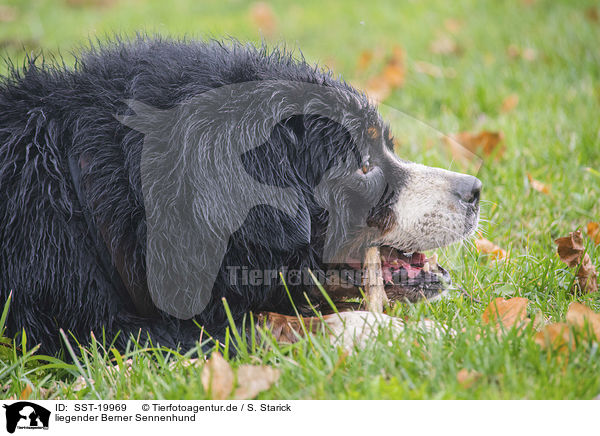 liegender Berner Sennenhund / lying Bernese Mountain Dog / SST-19969