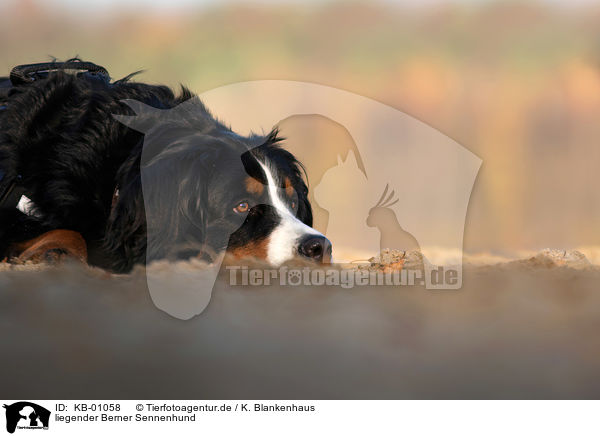 liegender Berner Sennenhund / KB-01058