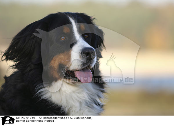 Berner Sennenhund Portrait / KB-01059
