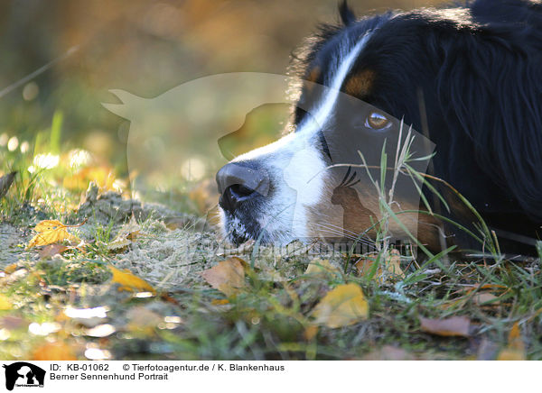 Berner Sennenhund Portrait / KB-01062