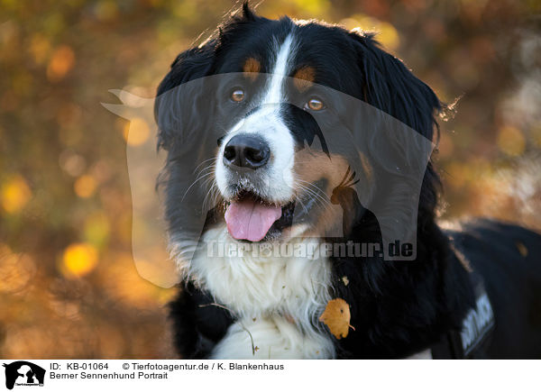 Berner Sennenhund Portrait / KB-01064