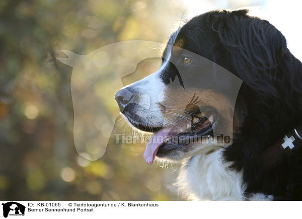 Berner Sennenhund Portrait / KB-01065