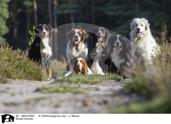 Rudel Hunde / group Dogs / JM-02269