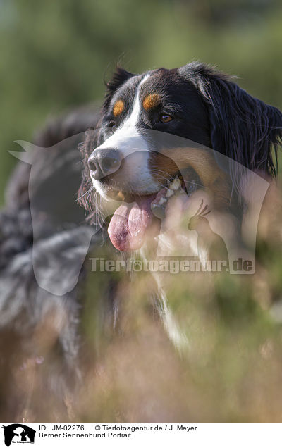 Berner Sennenhund Portrait / JM-02276