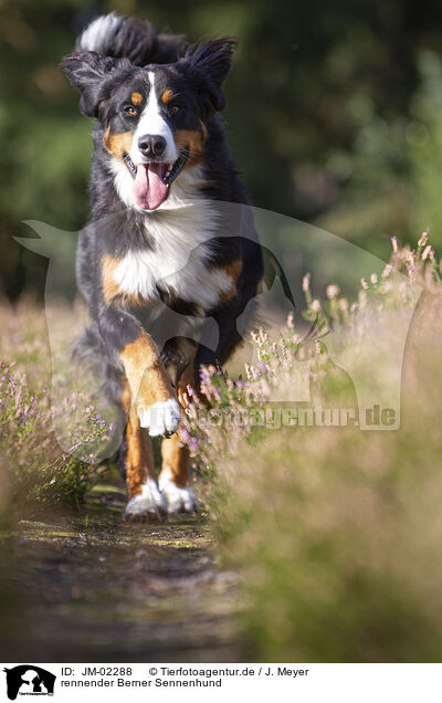 rennender Berner Sennenhund / JM-02288