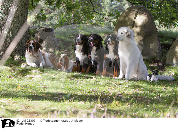 Rudel Hunde / group Dogs / JM-02305