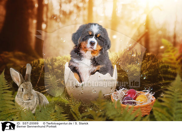Berner Sennenhund Portrait / SST-20069