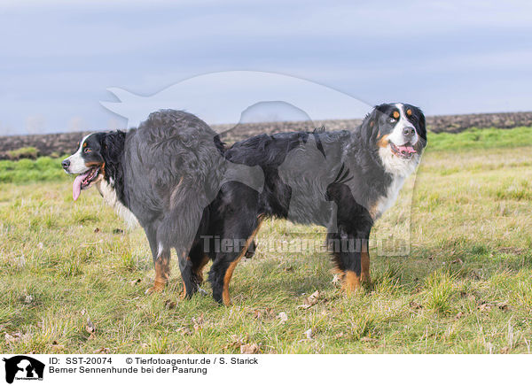 Berner Sennenhunde bei der Paarung / Bernese Mountain Dog when mating / SST-20074