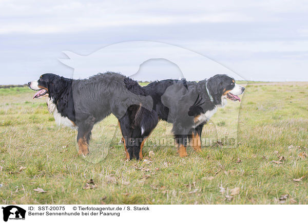 Berner Sennenhunde bei der Paarung / Bernese Mountain Dog when mating / SST-20075