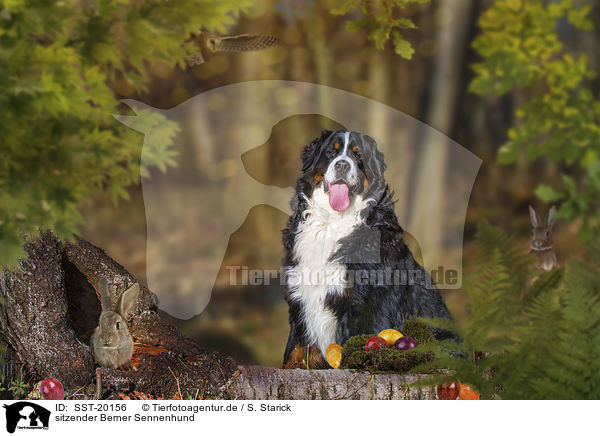 sitzender Berner Sennenhund / SST-20156