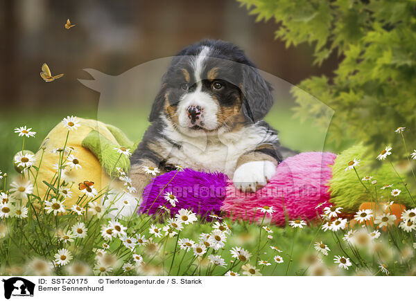 Berner Sennenhund / Bernese Mountain Dog / SST-20175