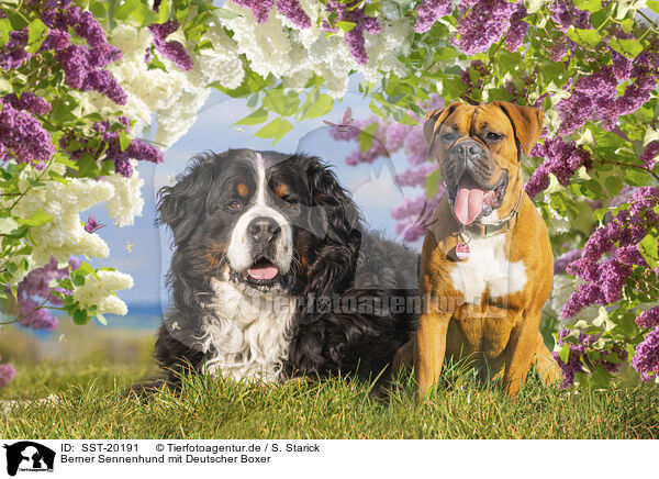 Berner Sennenhund mit Deutscher Boxer / SST-20191