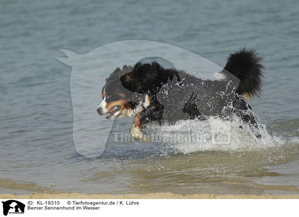 Berner Sennenhund im Wasser / Bernese Mountain Dog in the water / KL-19310