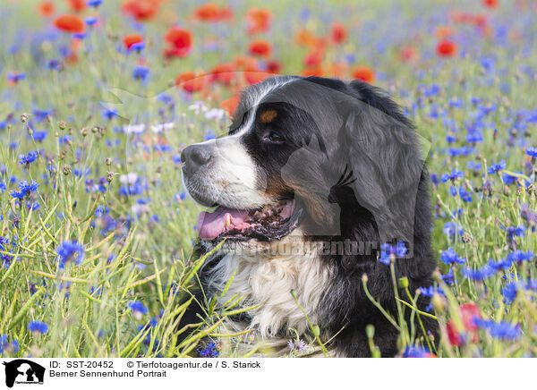 Berner Sennenhund Portrait / Bernese Mountain Dog portrait / SST-20452