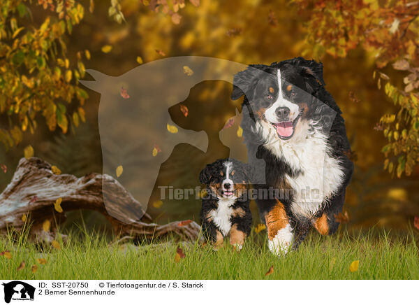 2 Berner Sennenhunde / 2 Bernese Mountain Dogs / SST-20750