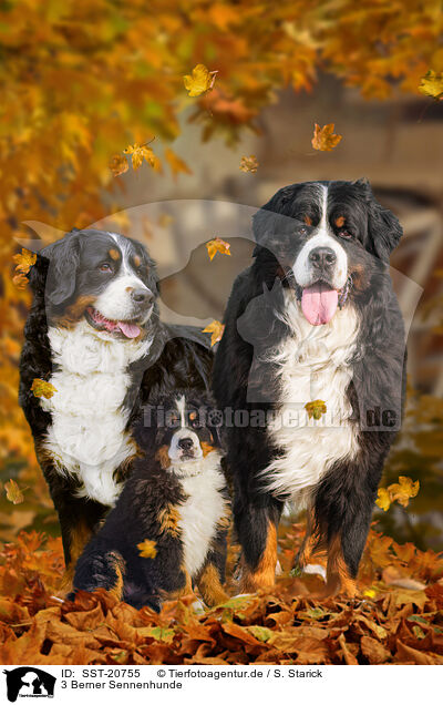 3 Berner Sennenhunde / 3 Bernese Mountain Dogs / SST-20755