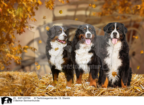 3 Berner Sennenhunde / SST-20764