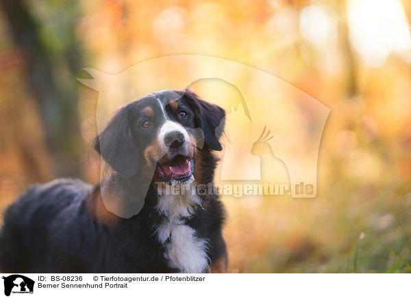 Berner Sennenhund Portrait / Bernese Mountain Dog Portrait / BS-08236