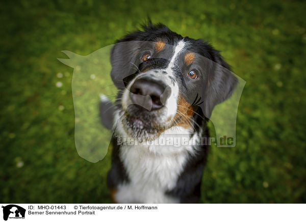 Berner Sennenhund Portrait / Bernese Mountain Dog portrait / MHO-01443