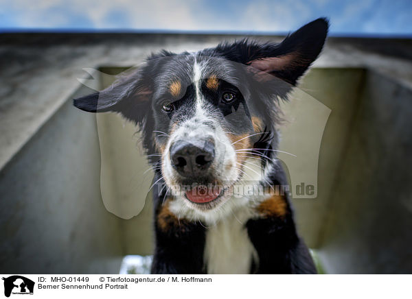 Berner Sennenhund Portrait / Bernese Mountain Dog portrait / MHO-01449