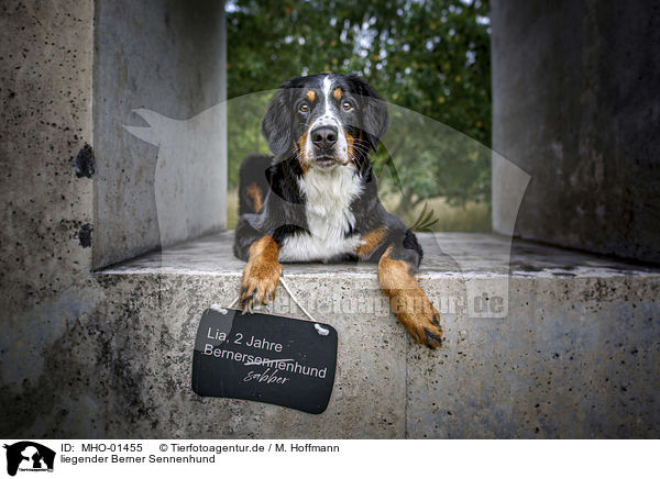 liegender Berner Sennenhund / MHO-01455