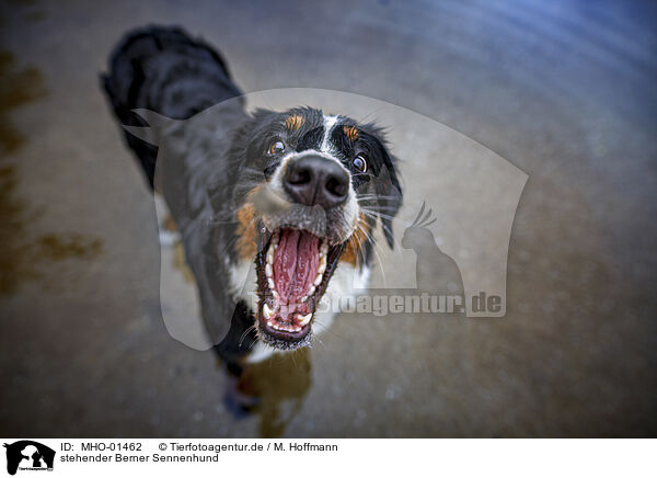 stehender Berner Sennenhund / MHO-01462