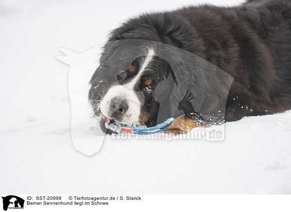 Berner Sennenhund liegt im Schnee / Bernese mountain dog lies in the snow / SST-20998