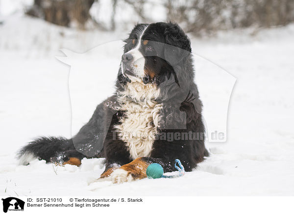 Berner Sennenhund liegt im Schnee / Bernese mountain dog lies in the snow / SST-21010