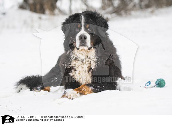 Berner Sennenhund liegt im Schnee / Bernese mountain dog lies in the snow / SST-21013