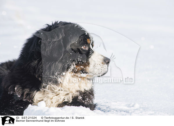 Berner Sennenhund liegt im Schnee / Bernese mountain dog lies in the snow / SST-21024