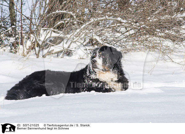 Berner Sennenhund liegt im Schnee / Bernese mountain dog lies in the snow / SST-21025