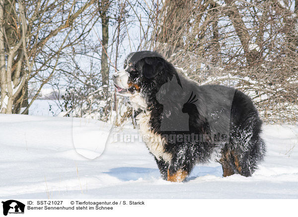 Berner Sennenhund steht im Schnee / Bernese mountain dog stands in the snow / SST-21027
