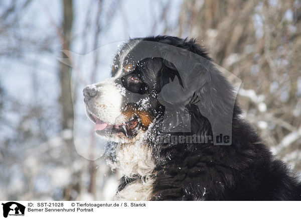 Berner Sennenhund Portrait / Bernese mountain dog portrait / SST-21028
