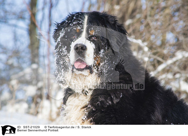 Berner Sennenhund Portrait / Bernese mountain dog portrait / SST-21029