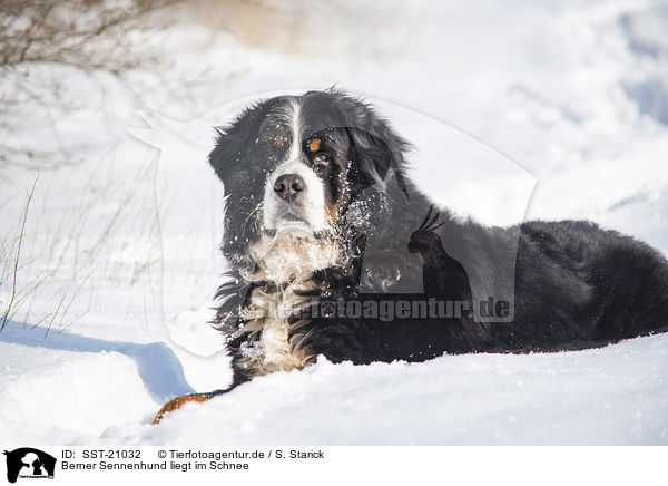 Berner Sennenhund liegt im Schnee / Bernese mountain dog lies in the snow / SST-21032