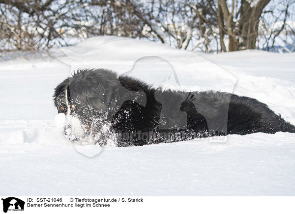 Berner Sennenhund liegt im Schnee / Bernese mountain dog lies in the snow / SST-21046