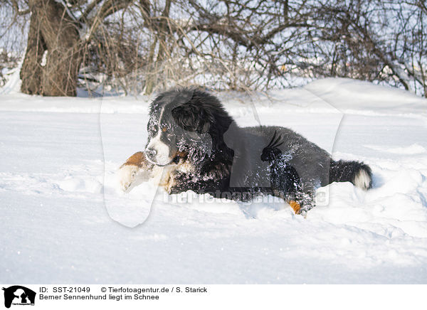 Berner Sennenhund liegt im Schnee / Bernese mountain dog lies in the snow / SST-21049
