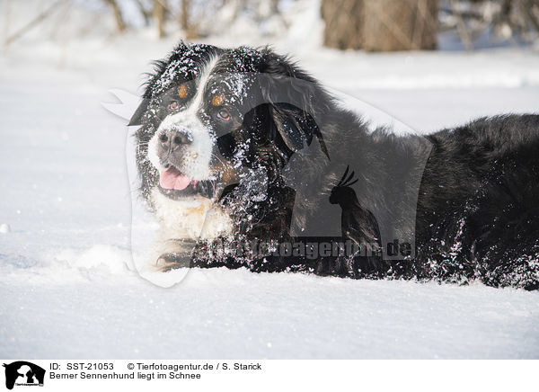Berner Sennenhund liegt im Schnee / Bernese mountain dog lies in the snow / SST-21053