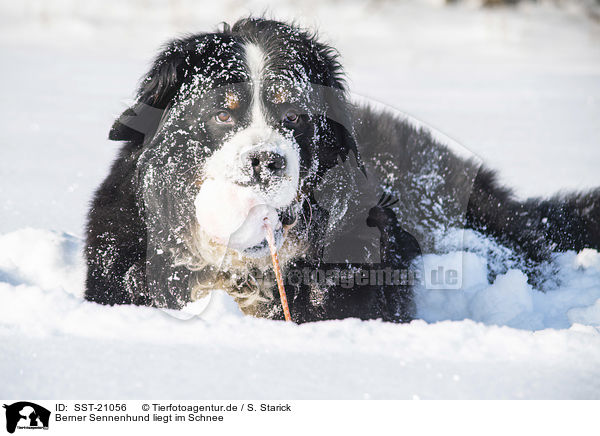 Berner Sennenhund liegt im Schnee / Bernese mountain dog lies in the snow / SST-21056