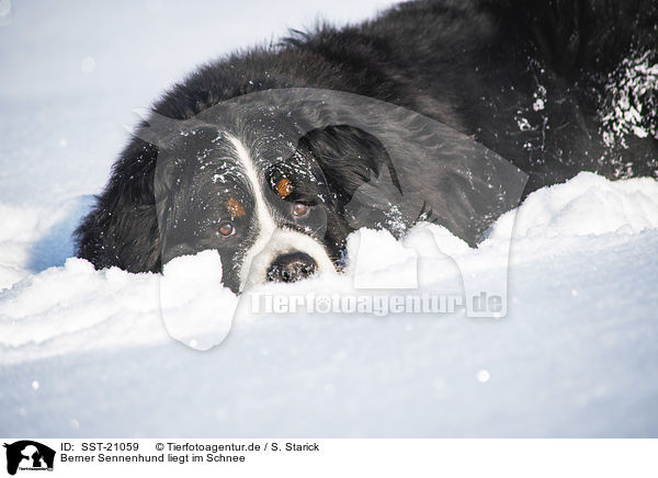 Berner Sennenhund liegt im Schnee / Bernese mountain dog lies in the snow / SST-21059