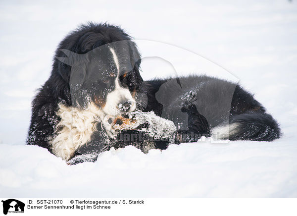 Berner Sennenhund liegt im Schnee / Bernese mountain dog lies in the snow / SST-21070
