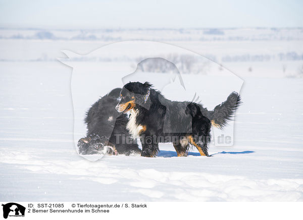 2 Berner Sennenhunde im Schnee / 2 Bernese Mountain Dogs in the snow / SST-21085