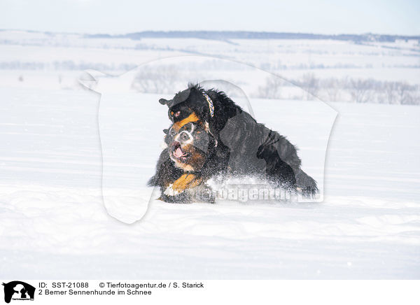 2 Berner Sennenhunde im Schnee / 2 Bernese Mountain Dogs in the snow / SST-21088