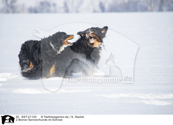 2 Berner Sennenhunde im Schnee / 2 Bernese Mountain Dogs in the snow / SST-21120