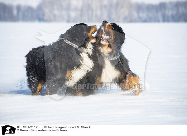 2 Berner Sennenhunde im Schnee / 2 Bernese Mountain Dogs in the snow / SST-21126