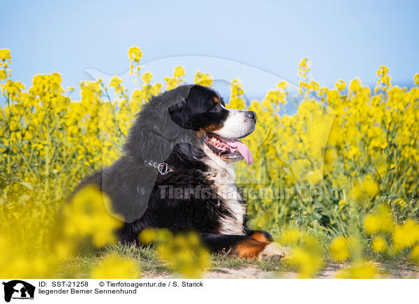 liegender Berner Sennenhund / lying Bernese Mountain Dog / SST-21258