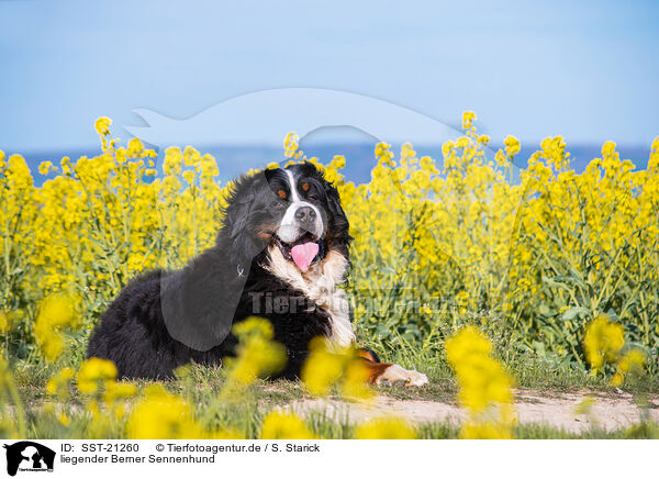liegender Berner Sennenhund / lying Bernese Mountain Dog / SST-21260