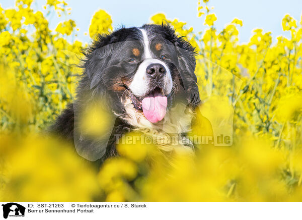 Berner Sennenhund Portrait / Bernese Mountain Dog Portrait / SST-21263