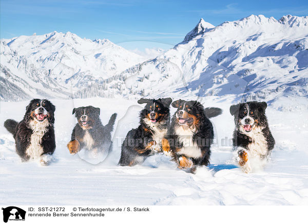 rennende Berner Sennenhunde / running Bernese Mountain Dogs / SST-21272